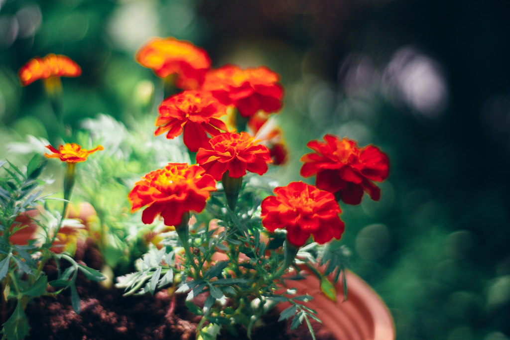 マリーゴールド