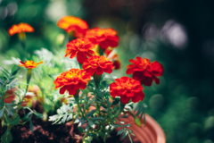 マリーゴールド