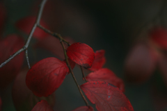 ブルーベリーの紅葉