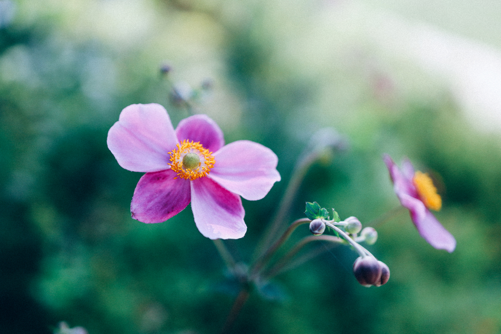 秋明菊。
