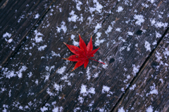 モミジと初雪。