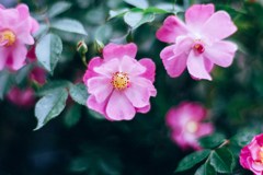 バラ 「ラベンダードリーム」