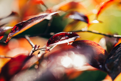 ブルーベリーの紅葉