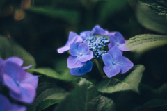 紫陽花
