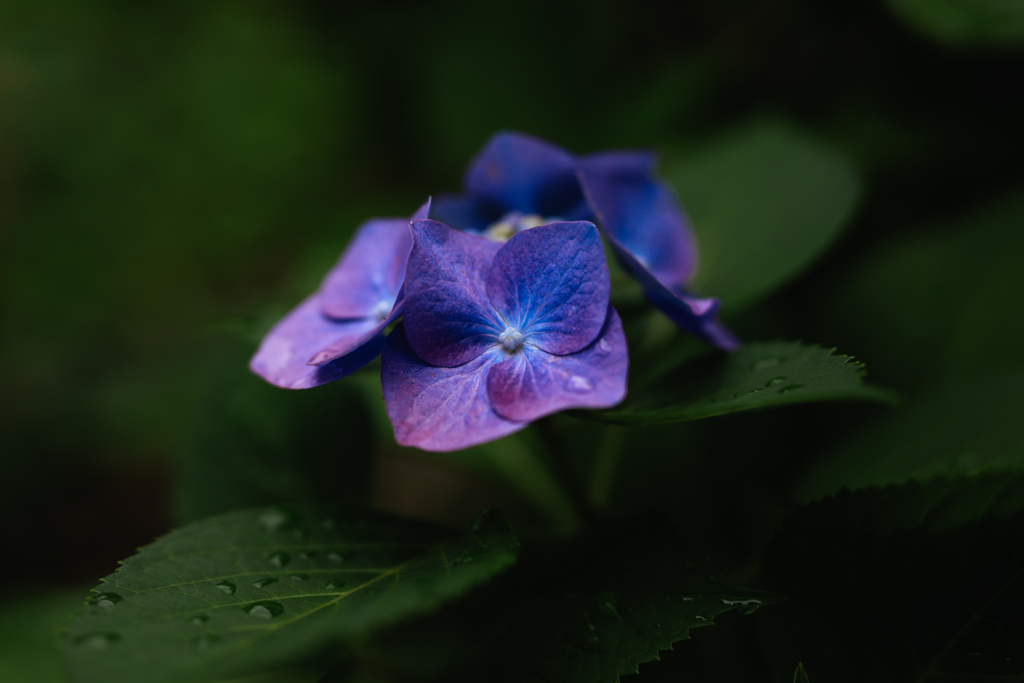 紫陽花