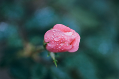 薔薇と雫
