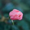 薔薇と雫