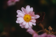 晩秋の菊