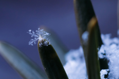 雪 。