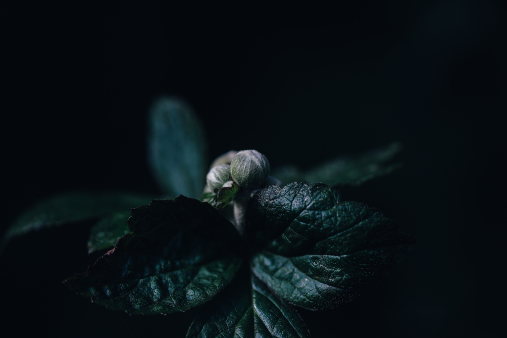 着々と秋 「秋明菊の蕾」