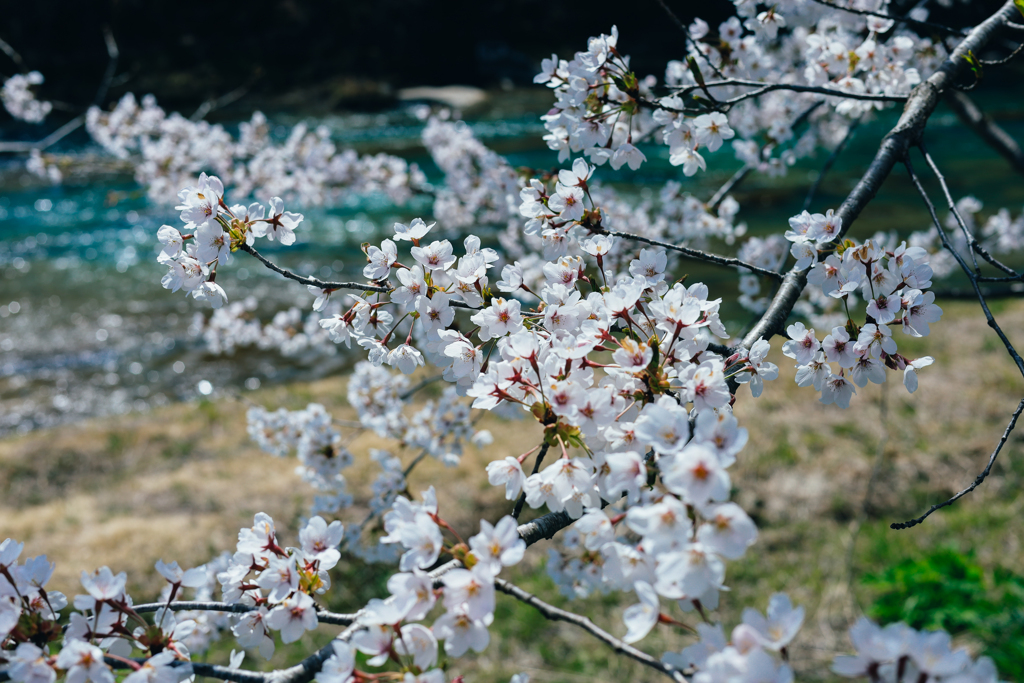 山桜