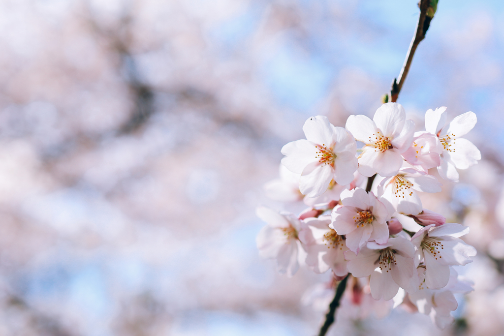 桜