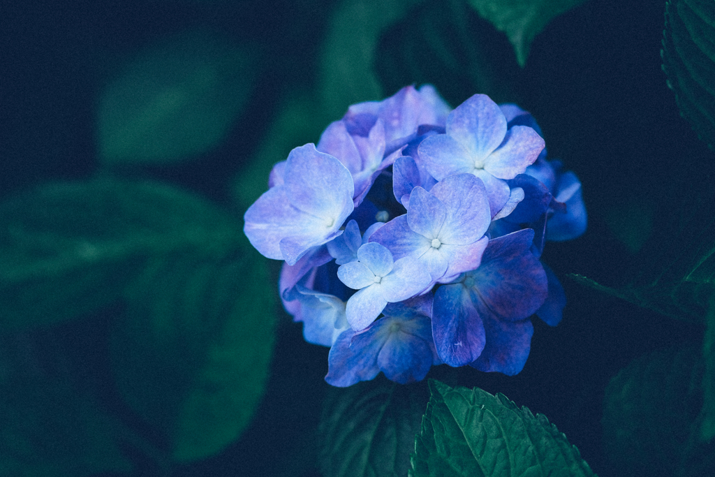 アジサイ