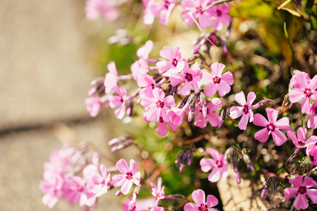 芝桜