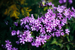 芝桜