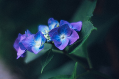 紫陽花 。