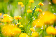 ゴールドコイン