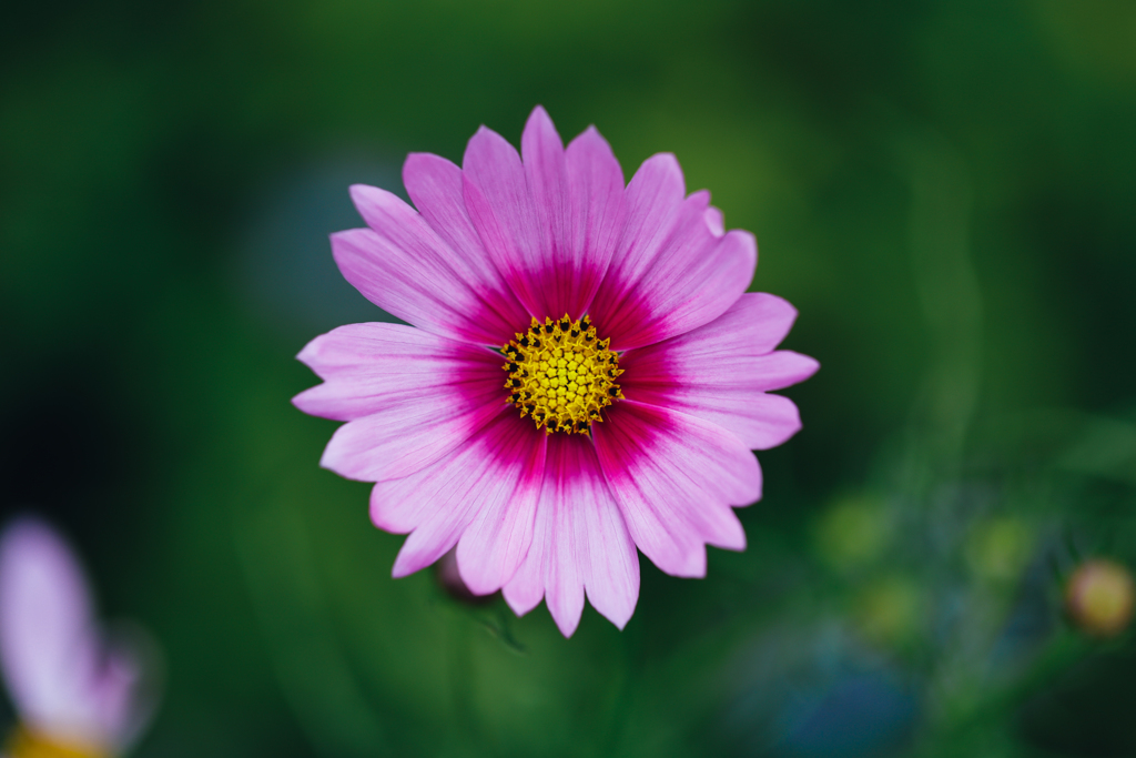 秋桜
