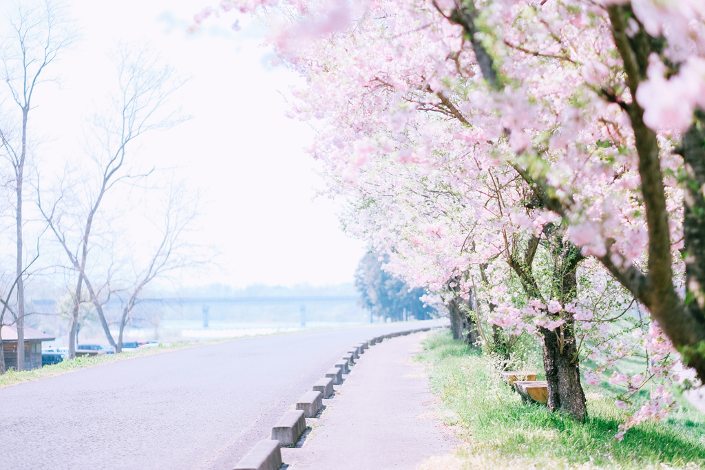 幼桜の道。