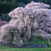 又兵衛桜