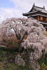 城と桜