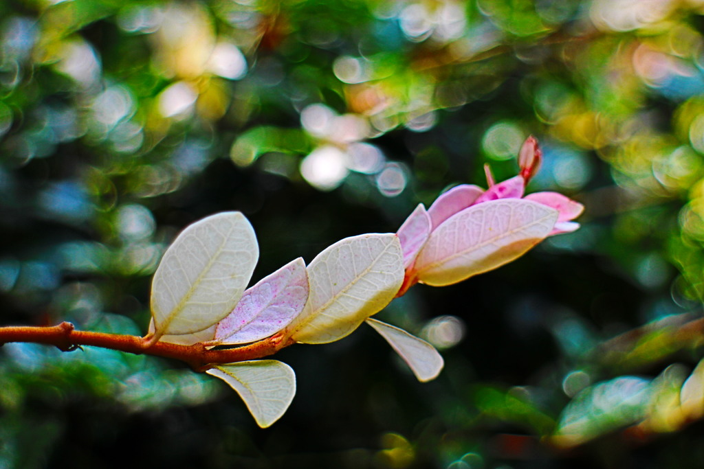 桜色の葉