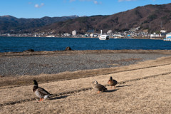 鴨と白鳥