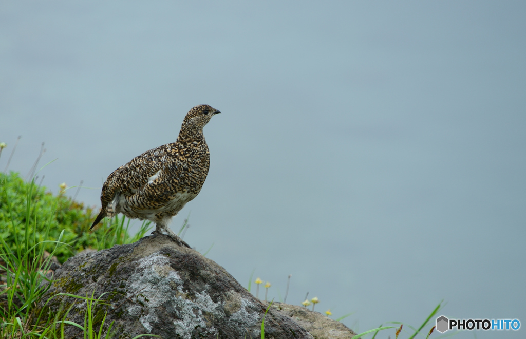 ミクリガ池を望む　雷鳥