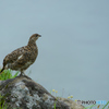 ミクリガ池を望む　雷鳥