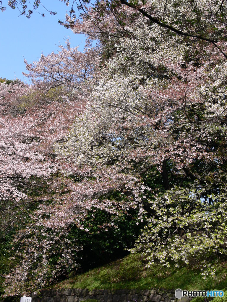 千鳥ヶ淵