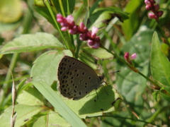 ヤマトシジミ４