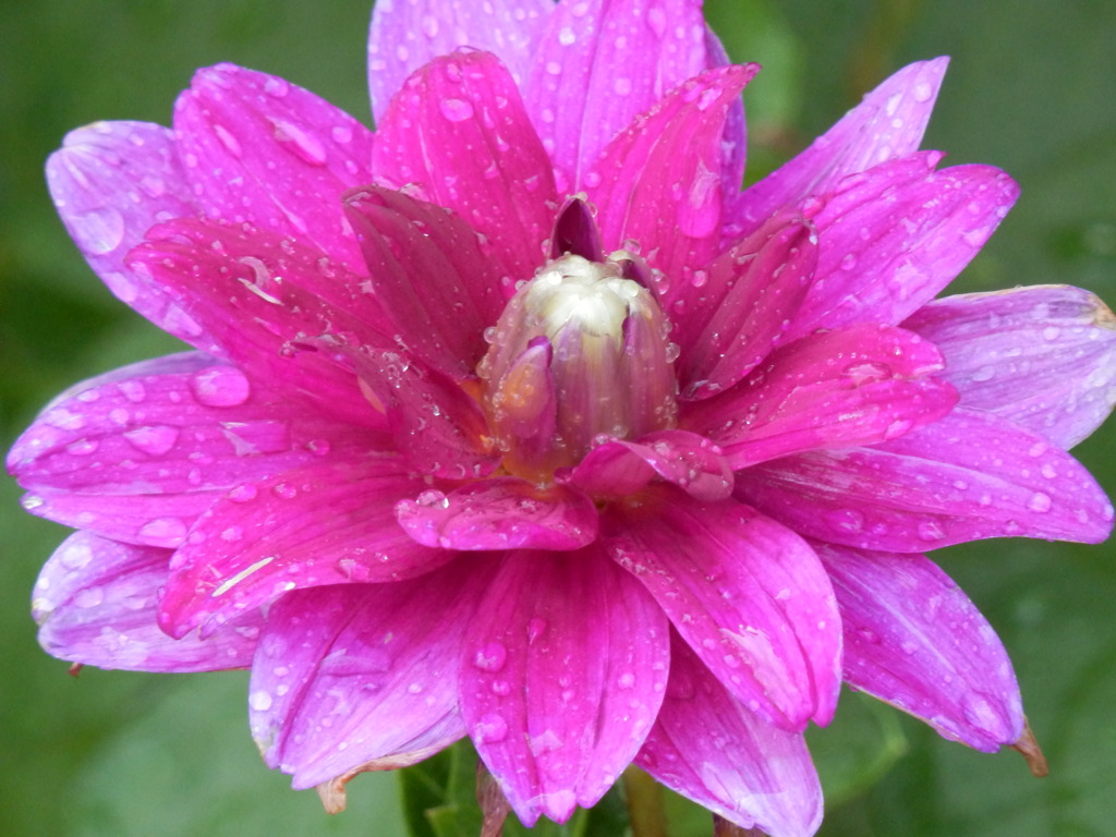 雨上がりの花