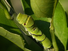 アゲハの幼虫