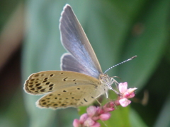 ヤマトシジミ３