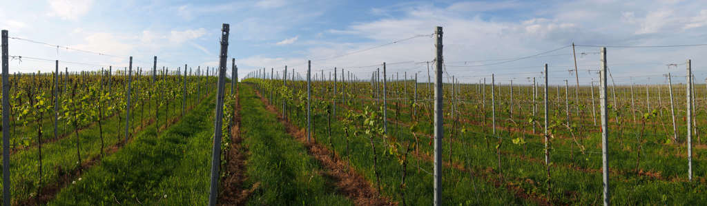 ワインフィールド