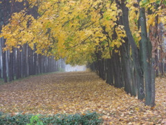 公園並木道