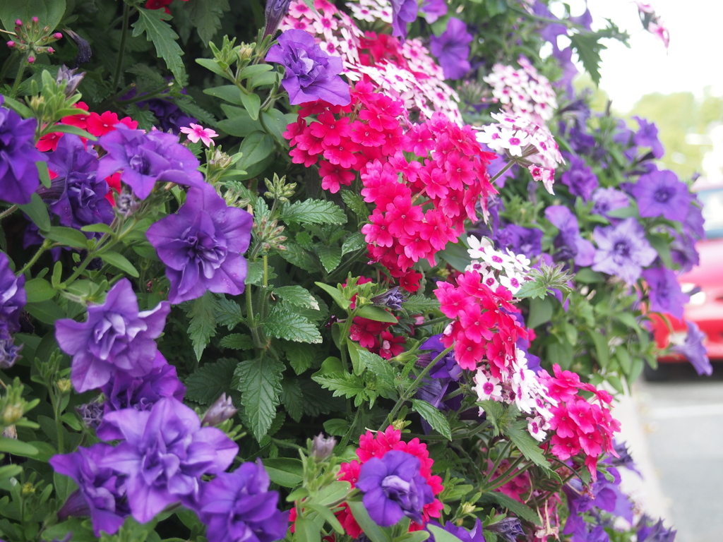 鮮やかな花たち