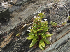 岩に咲く花