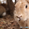 うさぎ島その4