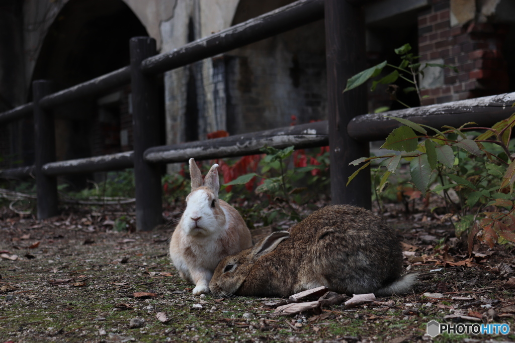 うさぎ島その2