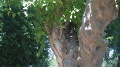 サルスベリの大木