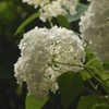 白い紫陽花