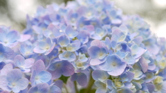 8月の紫陽花