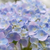 8月の紫陽花