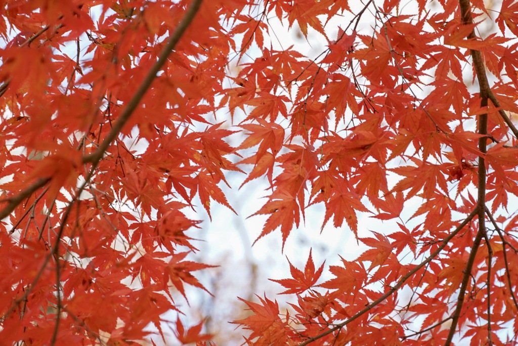 紅葉の時期^_^