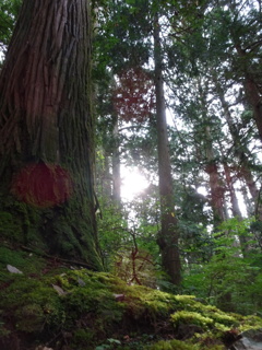 白山神社の苔と木