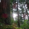 白山神社の苔と木