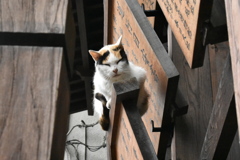 奈良にいた猫