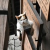 奈良にいた猫