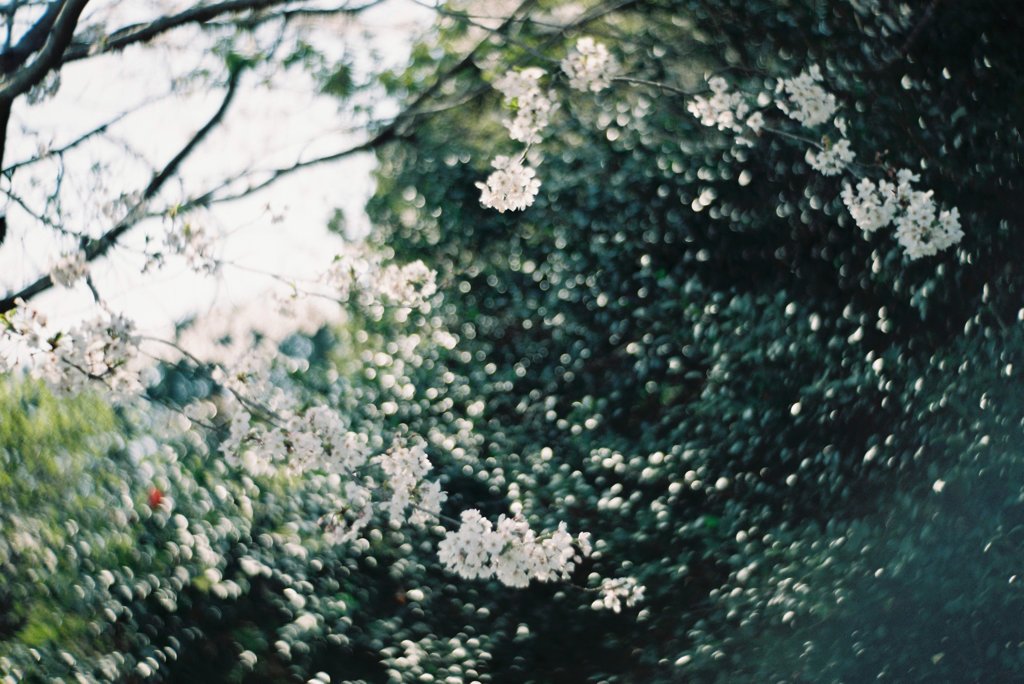 光吹雪
